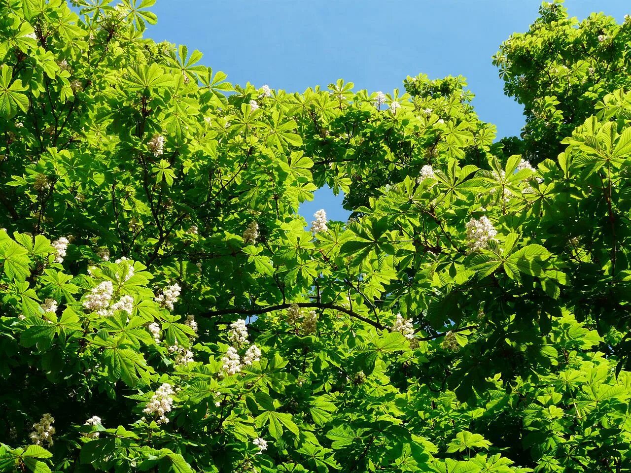 Каштан хвойное. Конский каштан дерево. Aesculus hippocastanum. Конскуи йкаштан обыкновенный. Каштан Лесной дерево.