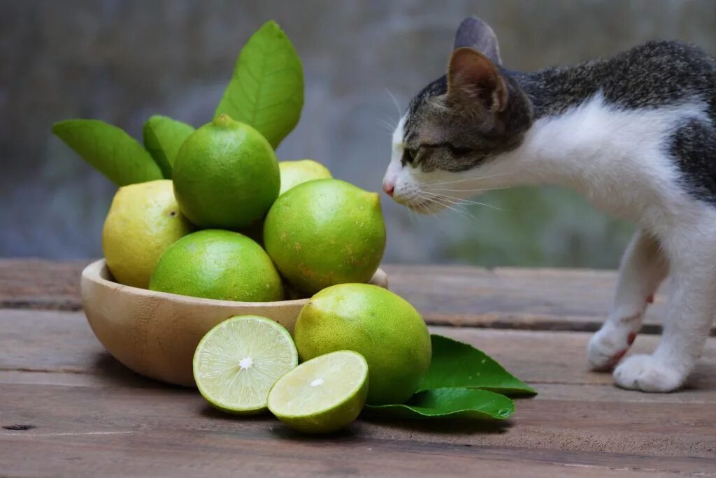 Какой запах не любят кошки. Кошки и цитрусовые. кошка и лимон. кошка с фруктами. кот цитрус.