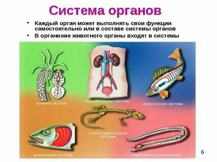 Защита организма у животных