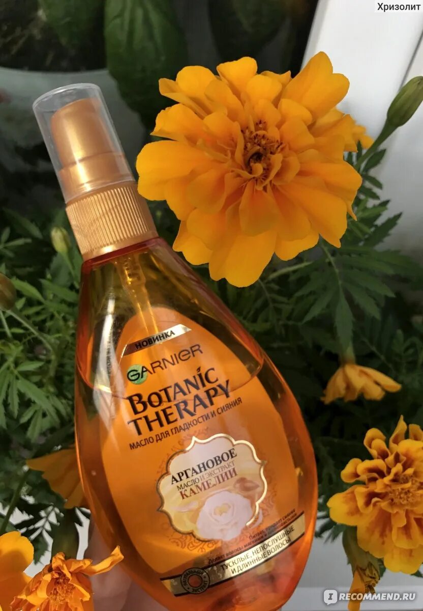 Масляные экстракты. Camellia sinensis shampoo. Камелия китайская. Камелия синенсис куст. Камелия сасанква пинк.