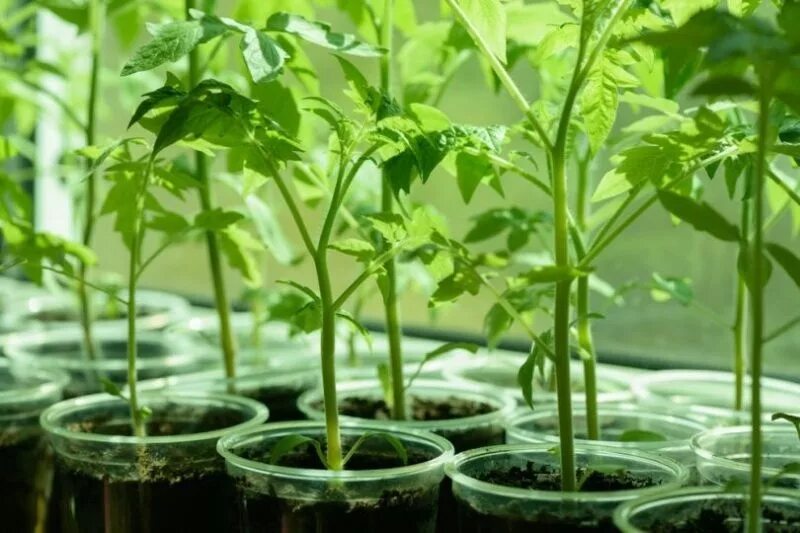 кустик помидоров черри. грузинские помидоры. посев семян томатов. садим рассаду. томаты в марте.