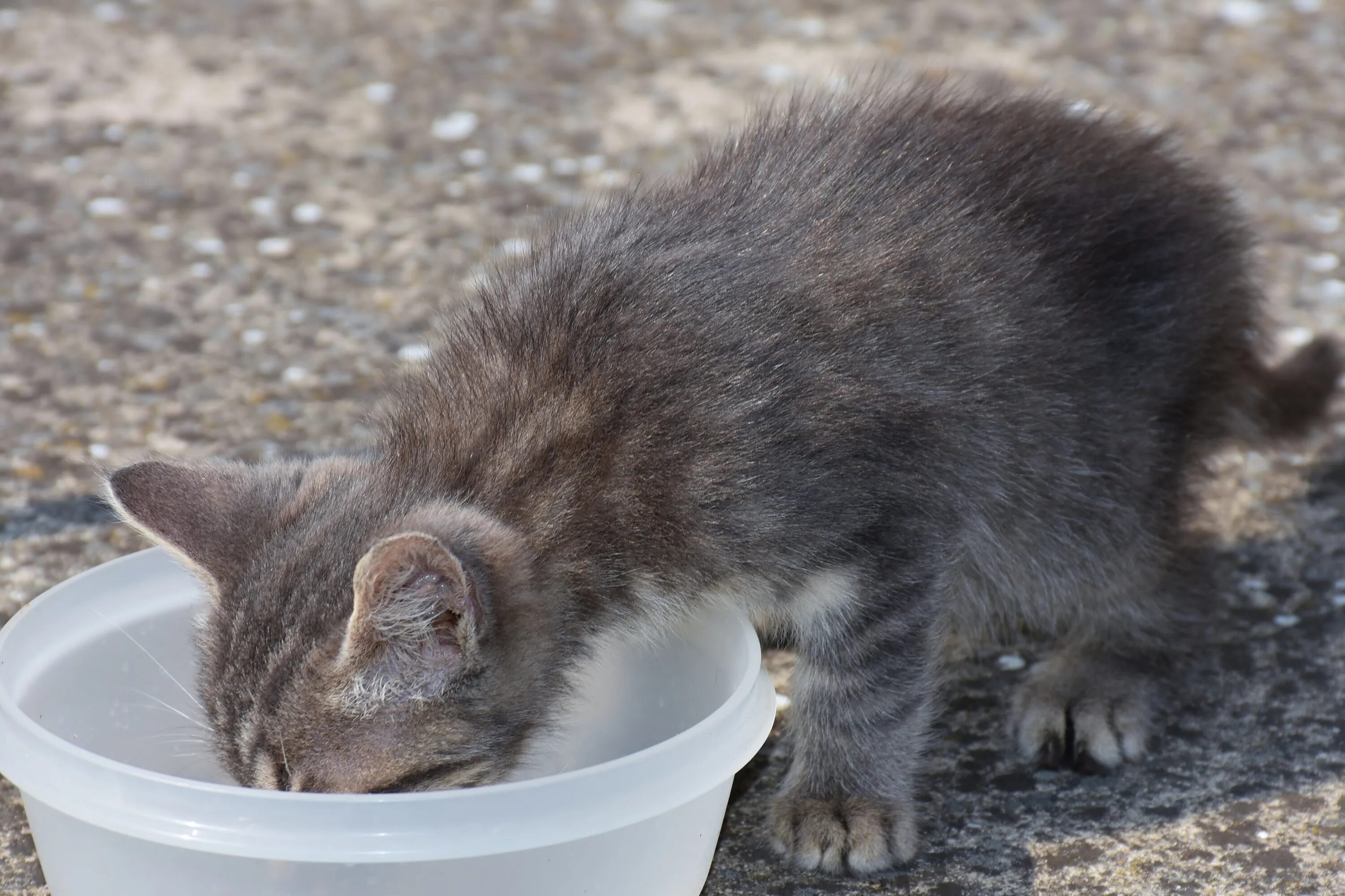 Кошка пьет. Бездомный кот пьет воду. Котенок пьет воду из миски. Кошка пьет на улице. Котенок не пьет что делать