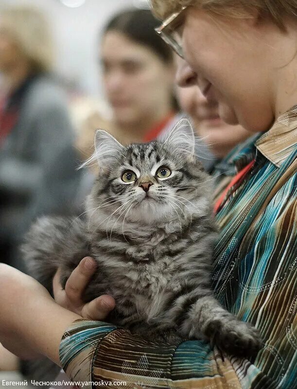 Выставка кошек Роял Канин. Выставка кошек Крокус. Выставка кошек в Крокусе 2022. Выставка кошек экспо