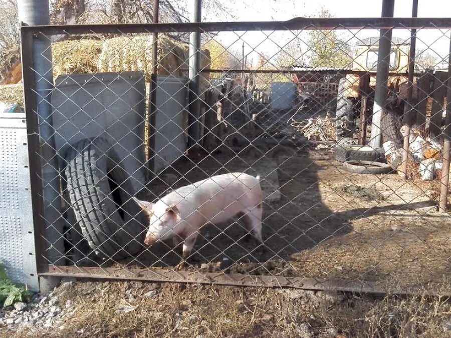 Купить поросят в волгоградской. Очаг африканской чумы свиней выявили под Волгоградом. Купить поросят в Волгоградской области Городищенский район.