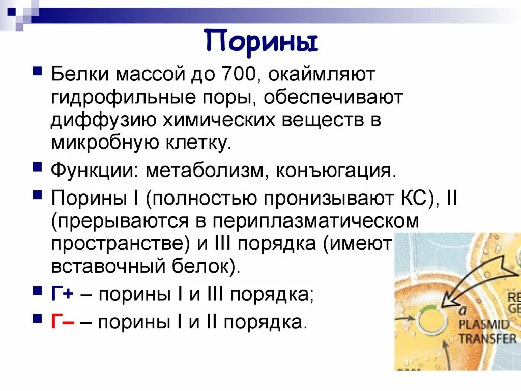 Кислотоустойчивая клеточная стенка. Порины у бактерий. Порины. Порин. Белок порин функция.