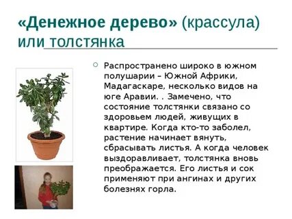 Ядовитое ли денежное дерево