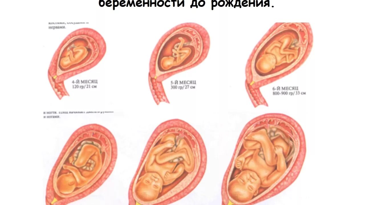 На какой неделе формируется. Внутриутробное развитие. Внутриутробное расположение плода. Этапы развития эмбриона человека по неделям.