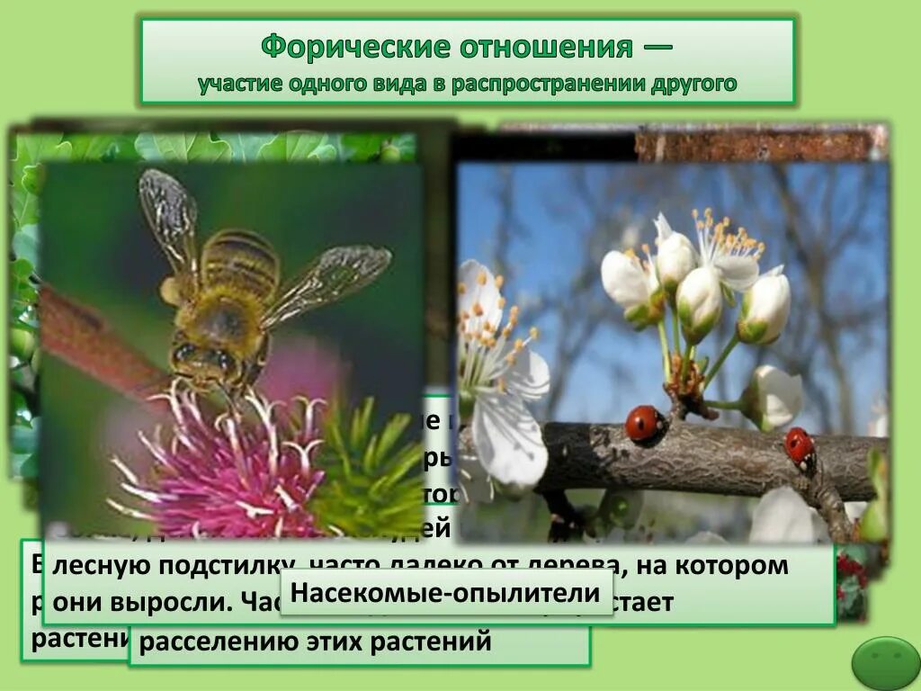 Выберете пример форической связи Основные типы экологических взаимодействий