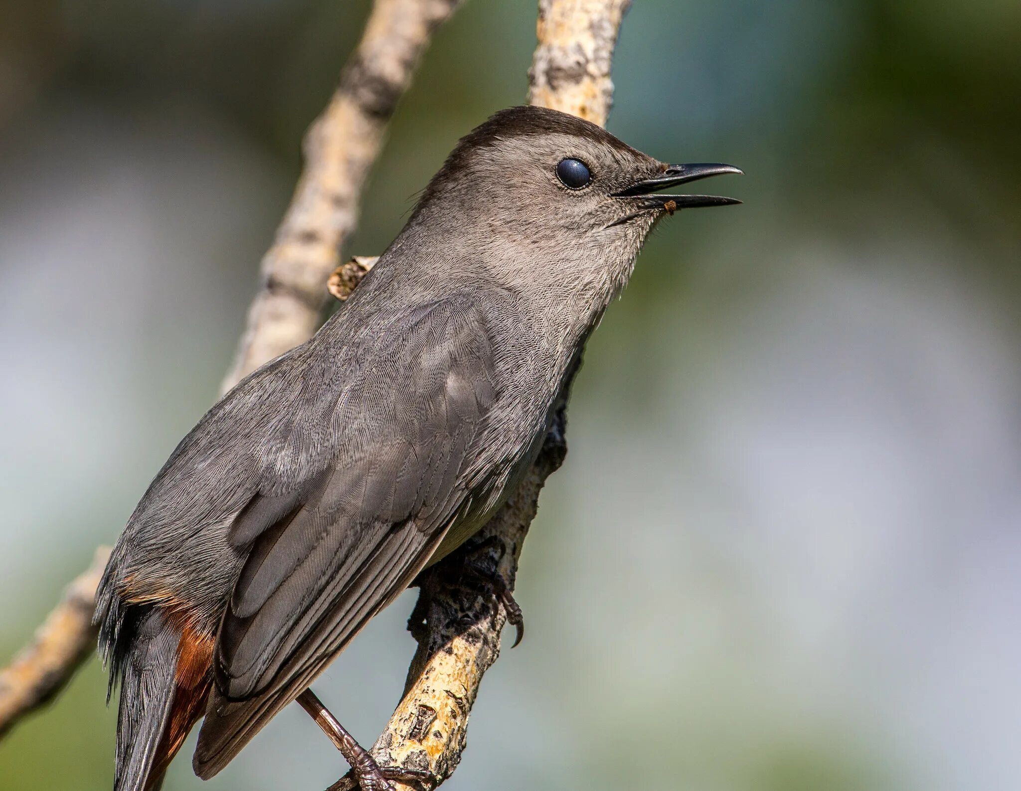 Dumetella carolinensis. Gray Catbird птица. Кошачий пересмешник птица. Черноголовый пересмешник. Какая птица мяукает