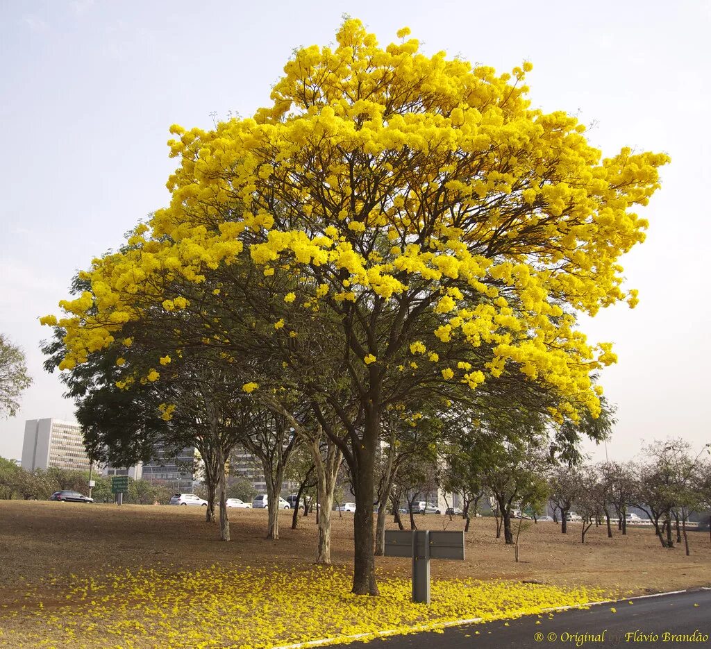 Табебуйя золотистая. Табебуйя дерево. Желтое дерево ЮАР табебуйя. Golden tree