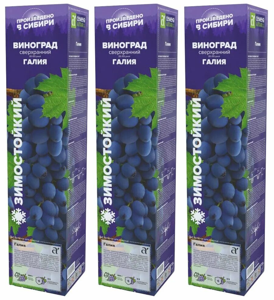 виноград чарас. фаэтон виноград. сорт винограда красавчик. сорт винограда красотка. виноград красотка отзывы.