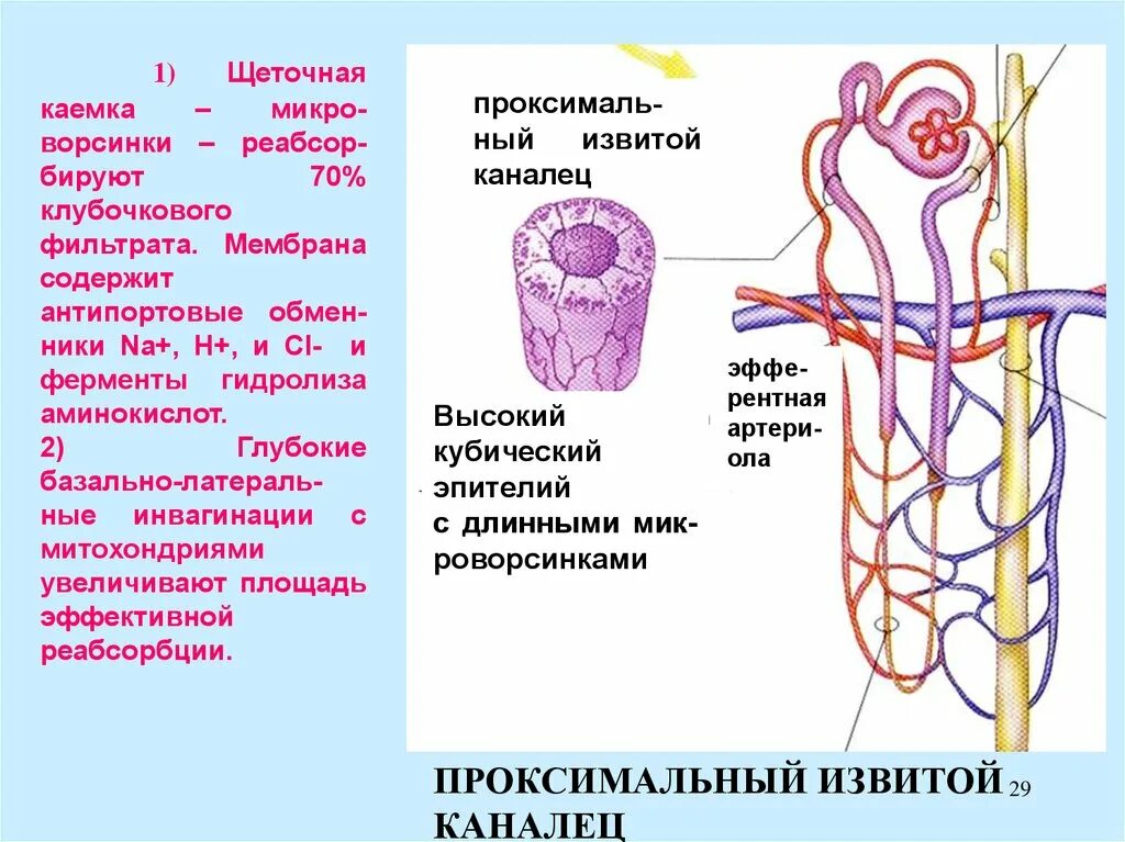 Выделительная система извитой каналец. Извитой каналец. Проксимальный извитой каналец. Строение выделительной системы извитой каналец.