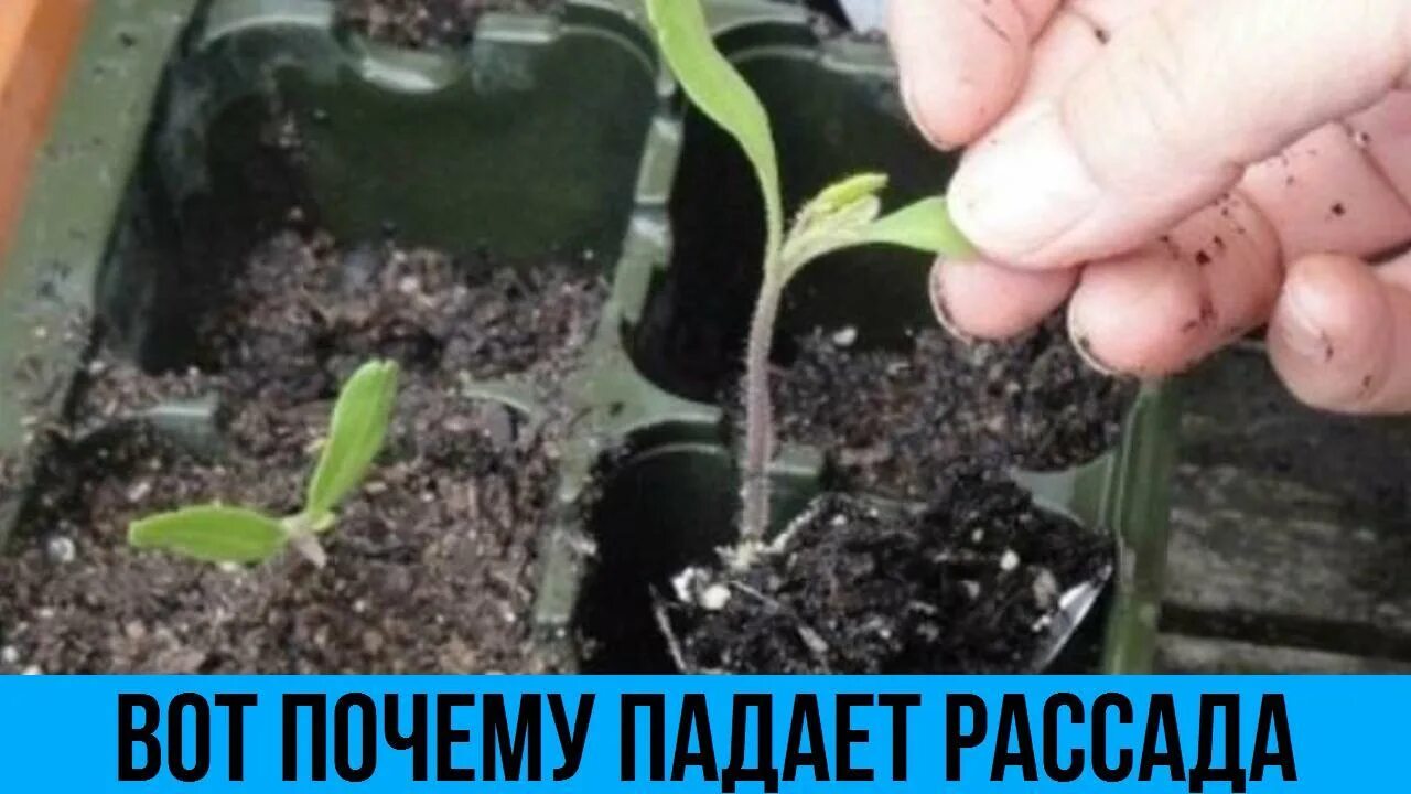 Почему рассада падает что делать. Падает рассада. Помидорная рассада вытянулась и падает. Падает рассада перца. Рассада перца вытянулась.