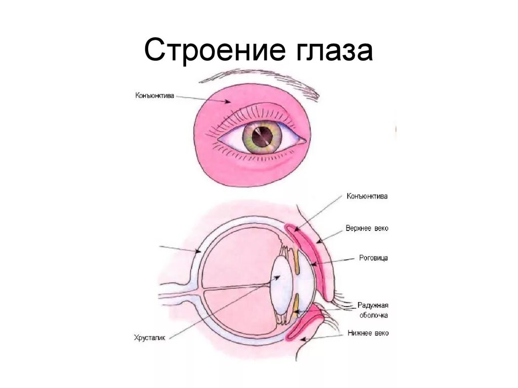 Строение глаза мешок глаза конъюнктивальный. Строение глаза слизистая оболочка. Строение глаза конъюнктива. Конъюнктива глазного яблока анатомия.