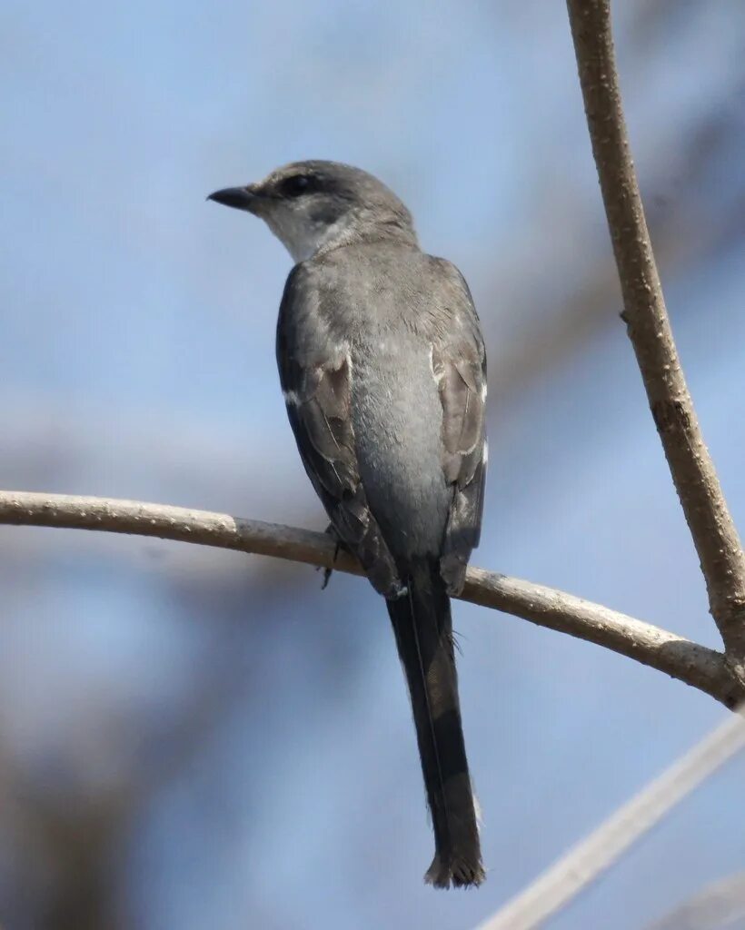 Серый личинкоед. Личинкоед серый (Pericrocotus divaricatus). Длиннохвостый скворец. Серая птица с длинным хвостом.