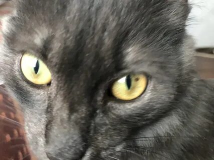 Точки на коте