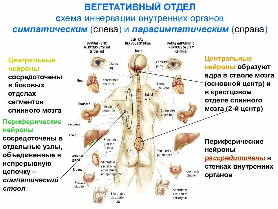 В нервную систему входят органы