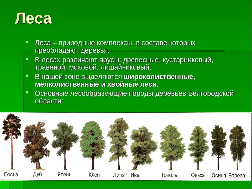 В растительном покрове преобладают хвойные породы деревьев