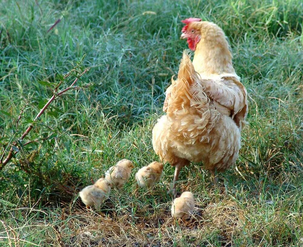 Курица с 4 ногами