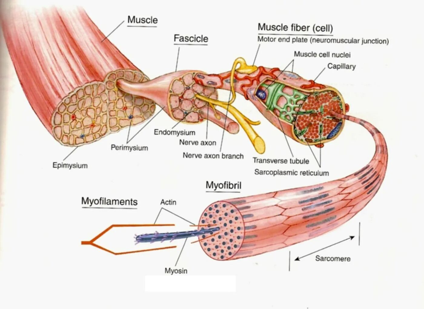 Мышечное волокно это. Строение мышечного волокна и мышечной ткани. Внутреннее строение мышечного волокна. Структура мышечного волокна. Строение гладкого мышечного волокна.