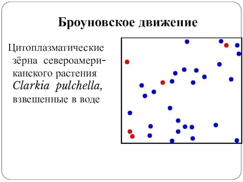 Физика 7 броуновское движение. Броуновское движение 7 класс физика. броуновское движение средний сдвиг. броуновское движение формула. модель броуновского движения.