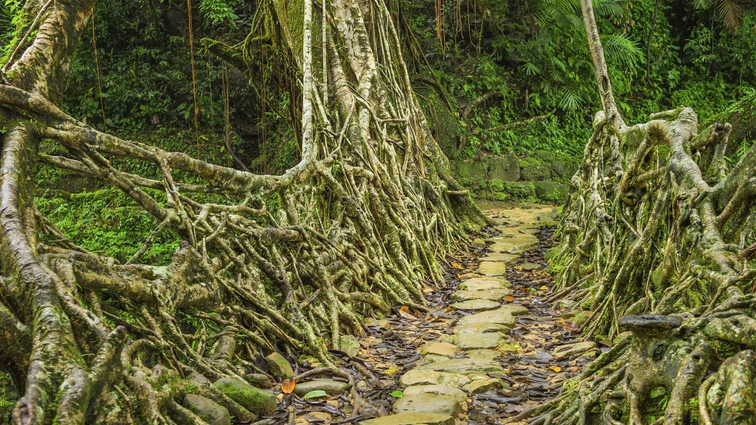 Описание джунглей. Тропические леса Индии лианы.