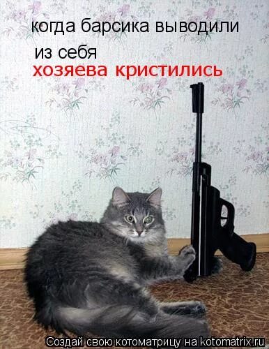 анекдот про прогулку. стих вот и встретились два одиночества развели. научите барсика охотиться. ни украсть ни покараулить. уровень 200 пожалуйста научи нашего барсика.