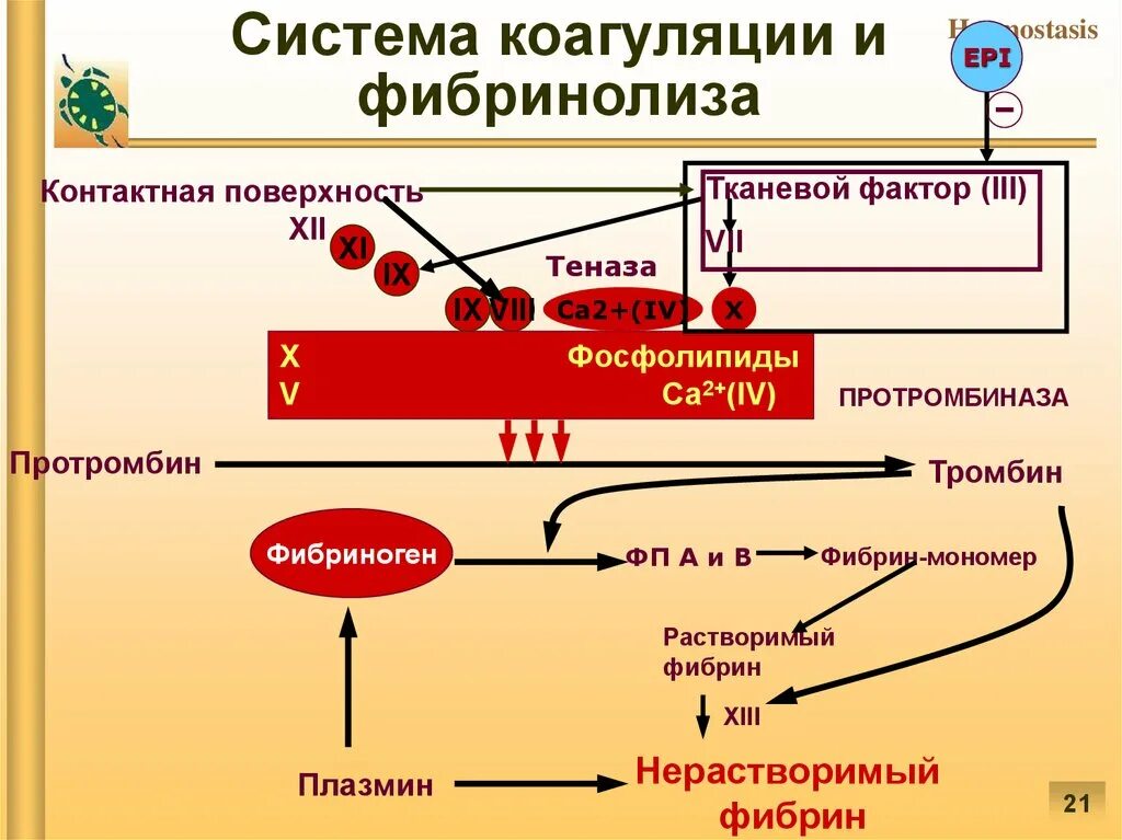 Изменение свертывания крови. Схема свертывания крови и фибринолиза. Патофизиология факторы свертывания. Схема свертывания крови образование сгустка. Фактор свертывания протромбин тромбин.