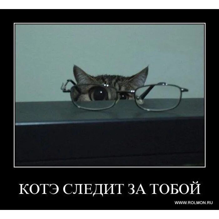 Слежу форум. Кот следит за тобой. очки юмор. очки демотиватор. демотиватор я слежу за тобой.