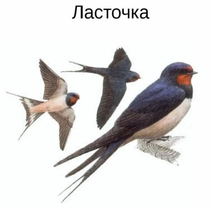 ласточка из дерева своими. ласточка для детей. в о богомолов рассказ рейс ласточки. ласточка городская перелетная птица. рей ласточка.
