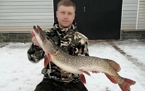 Рыбак поймал щуку и карася