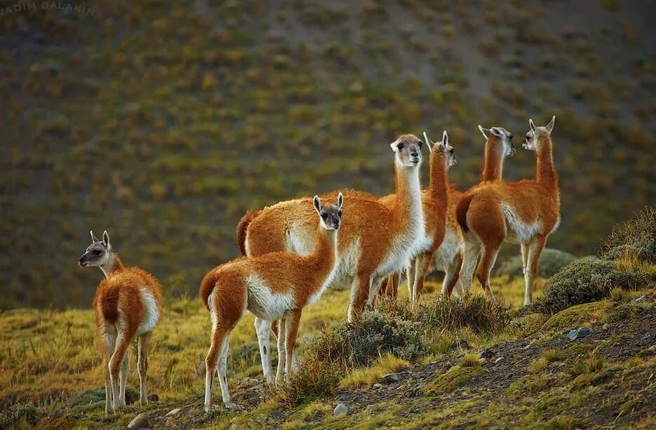 Южная америка какие животные обитают 4 класс. Лама альпака гуанако Викунья. Гуанако в Южной Америке. Лама гуанако в Южной Америке. Дикая лама Патагонии.
