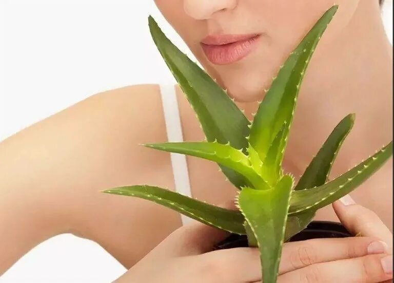 Aloe vera применение. Алоэ Лонгстила.