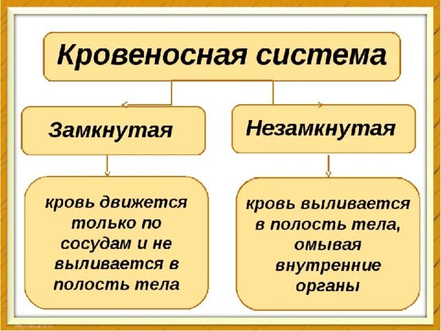 Таблица типы кровеносных систем незамкнутая. Замкнутая и незамкнутая кровеносная система у животных. Замкнутая и незамкнутая кровеносная система 6 класс. Замкнутая крепостностная система. Замкнутая и незамкнутая кровеносная система отличия.