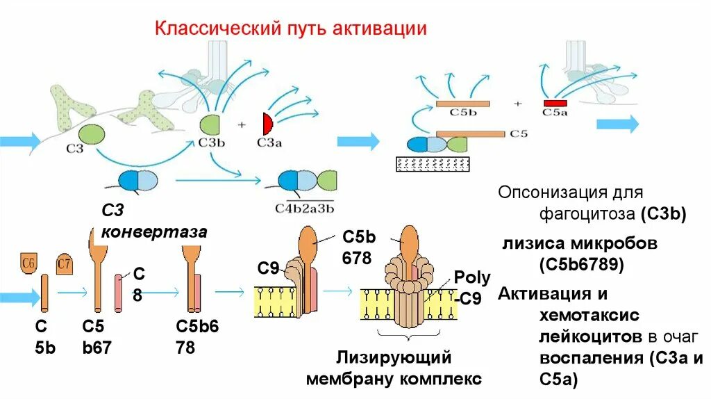 Механизмы естественной неспецифической резистентности. Неспецифической защиты организма пути активации.. Механизмы резистентности к ИТК.