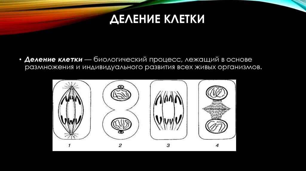 Деление клетки. Процесс деления клетки. Размножение делением клетки. Процесс биологического деления клетки. Деление клеток стимулируют