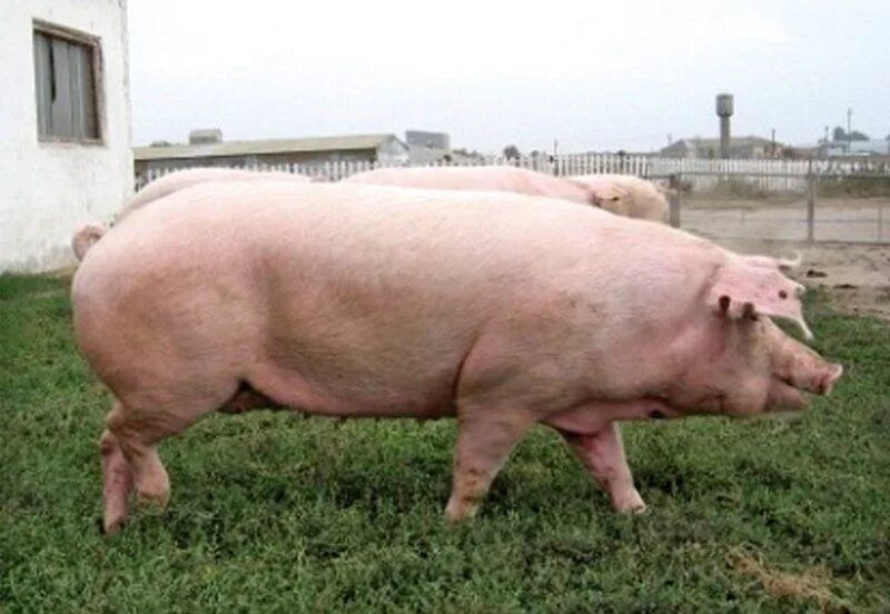 Украинская Степная белая свинья. Украинская Степная белая порода свиней ландрас. Украинская Степная порода свиней. Семиреченская порода свиней. Степная свинья