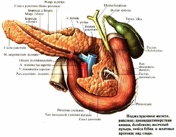 Покажи картинку поджелудочной железы. Поджелудочная железа расположение. Поджелудочная железа распо. Расположение головки поджелудочной железы. Поджелудочная картинка.