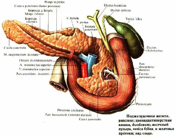 Поджелудочная железа расположение. Поджелудочная железа распо. Расположение головки поджелудочной железы. Поджелудочная картинка. Поджелудок где находится
