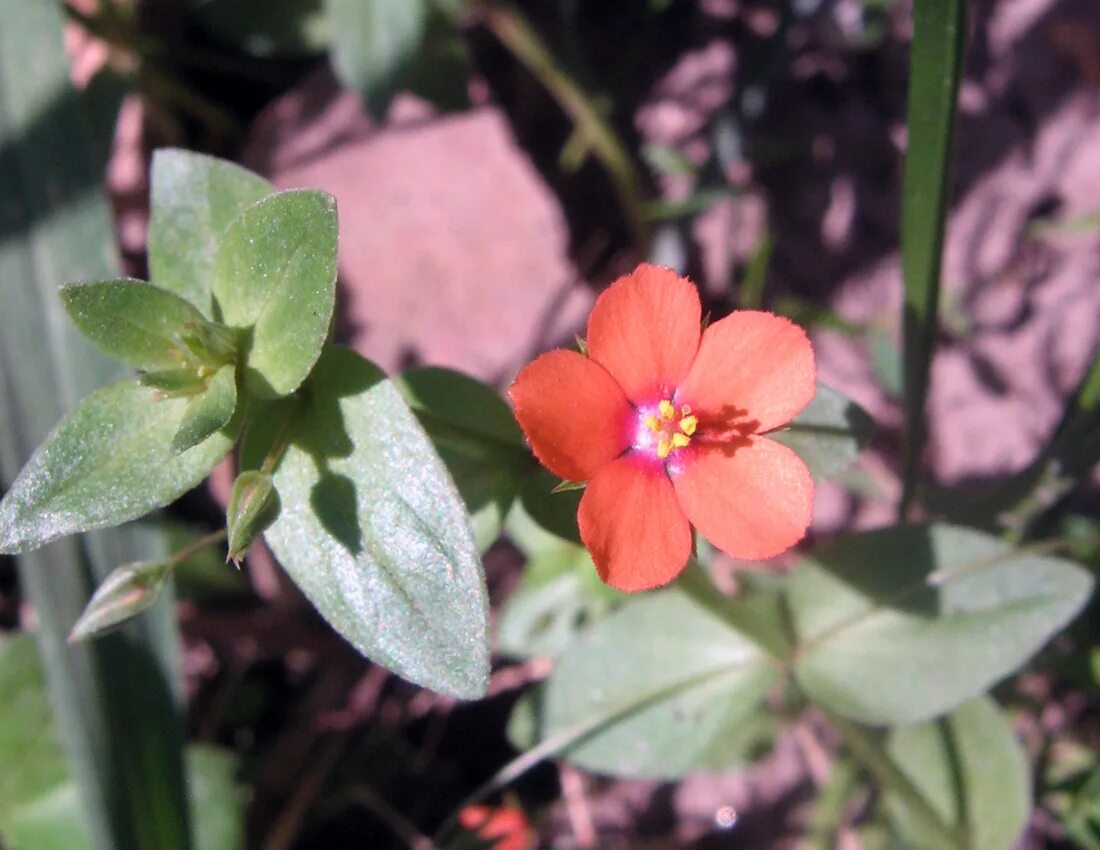 Анагалис крупноцветковый синеглазка. Anagallis arvensis l. Очный цветок. Анагаллис цветок. Очный цвет пашенный.