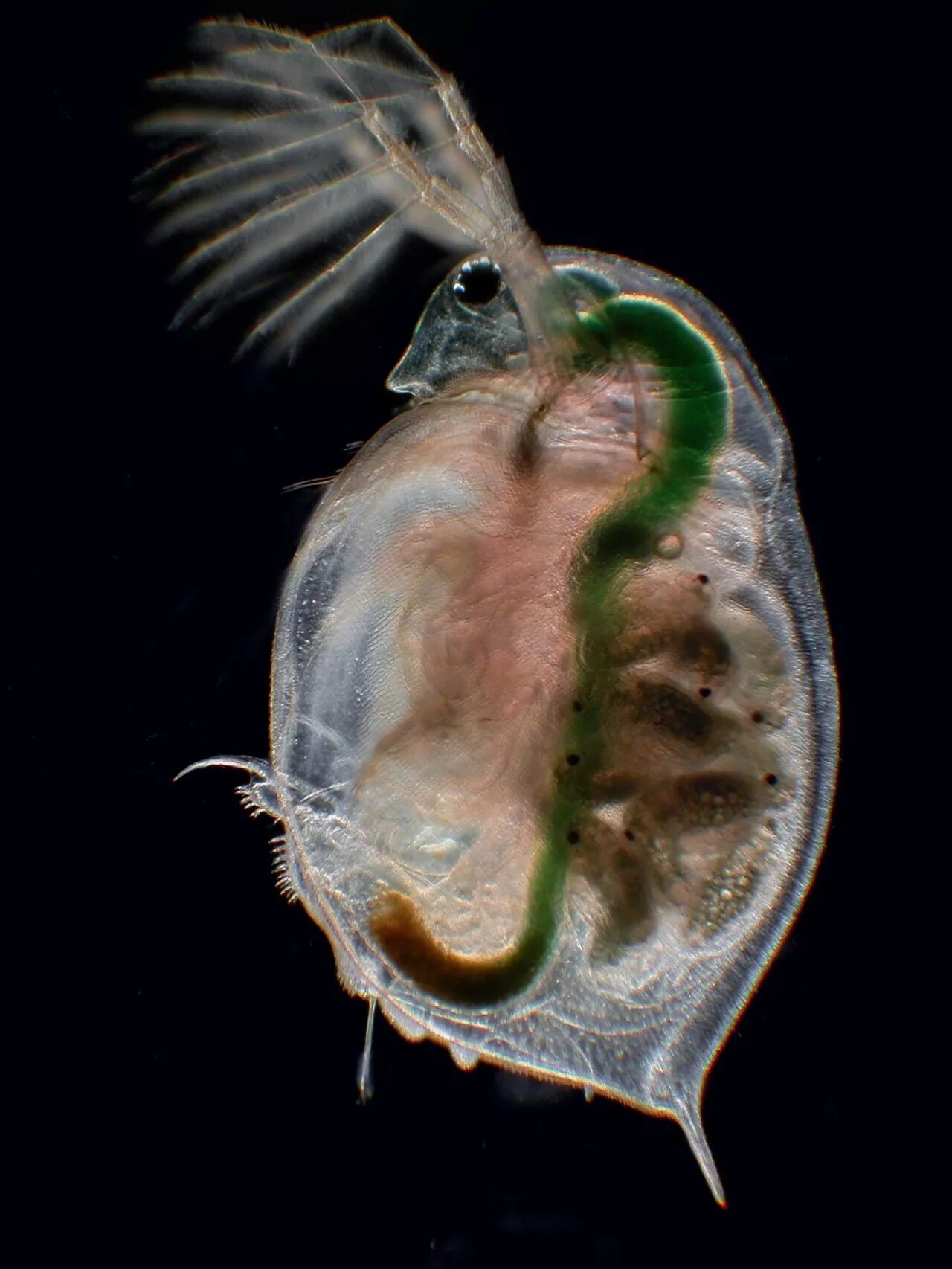 Рачок дафния. Зоопланктон дафния. Ветвистоусый рачок дафния. Дафния ракообразные.