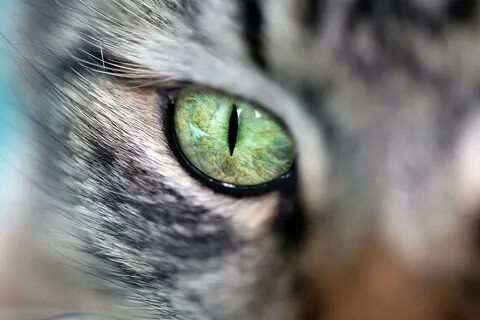 Green eyes the cats
