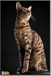 Какая кошка стоит