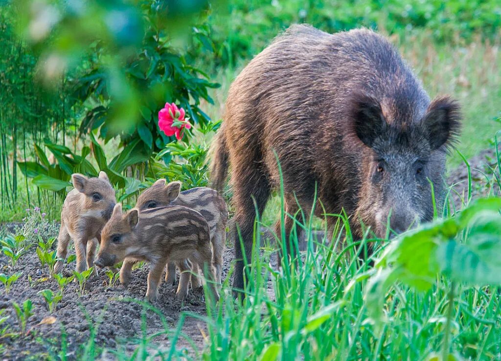 Сайт кабан. Европейский дикий кабан. кабан (sus scrofa). кабан кабаниха и кабаненок. секач кабан и кабанёнок.