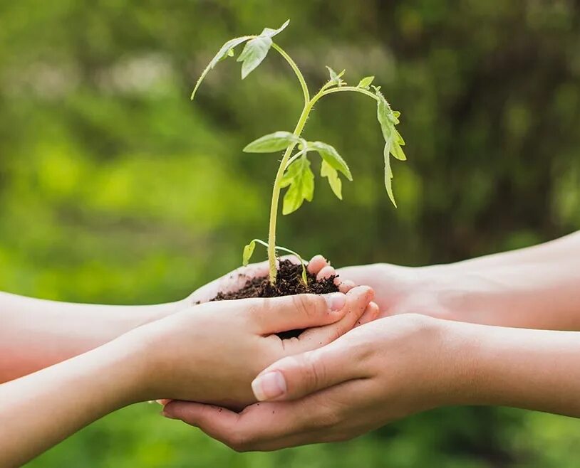 Рукопожатие с природой. Трава Дружба. CSR background. Plants praying hand