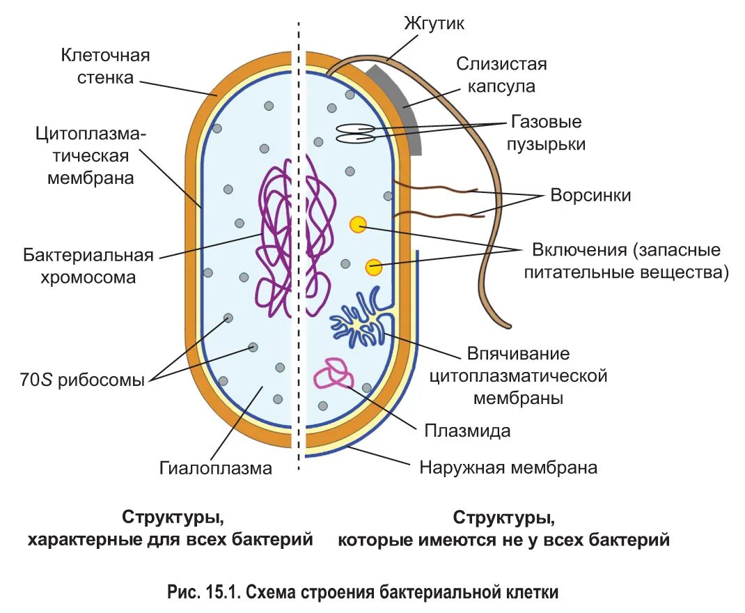 Прокариот схема. Строение прокариотической клетки бактерии. Строение прокариотической бактериальной клетки. Прокариотическая клетка bacteria. Структура прокариотической клетки.