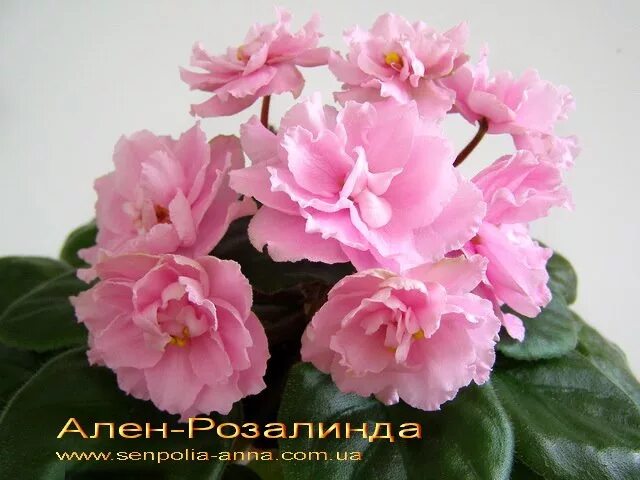 Алена фиалка фото Фиалка ален-Саманта  Мониторинг объявлений