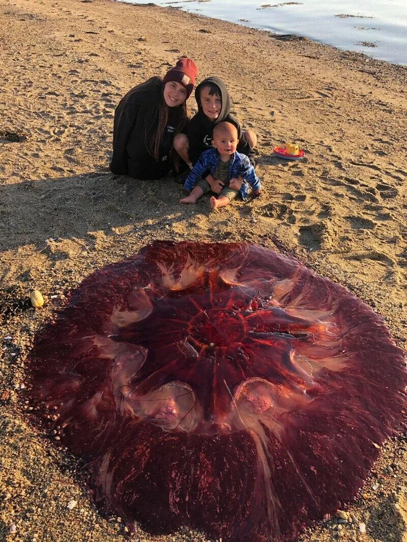 Одна большая ужасная вещь. Медуза цианея гигантская и человек. Огромные медузы. Самые большие медузы. Самая большая медуза в мире.