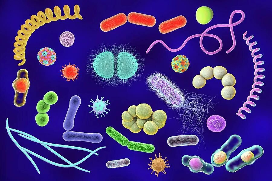 Бактерии известные виды. Разные формы бактерий. Разнообразные формы бактерий. Разнообразие бактерий. Разнообразие форм бактерий.
