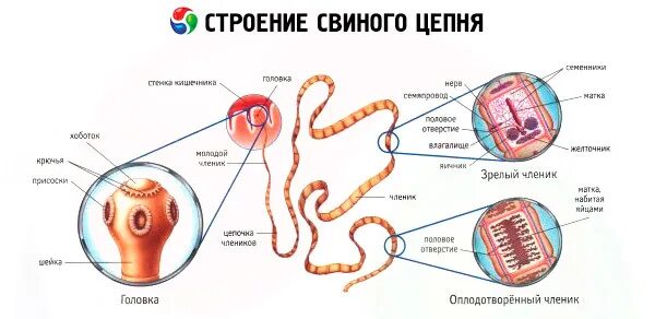 Строение тела свиного цепня. Схема строения ленточного червя. Ленточные черви свиной цепень. Свиной цепень внешнее и внутреннее строение. Строение внутренних паразитов